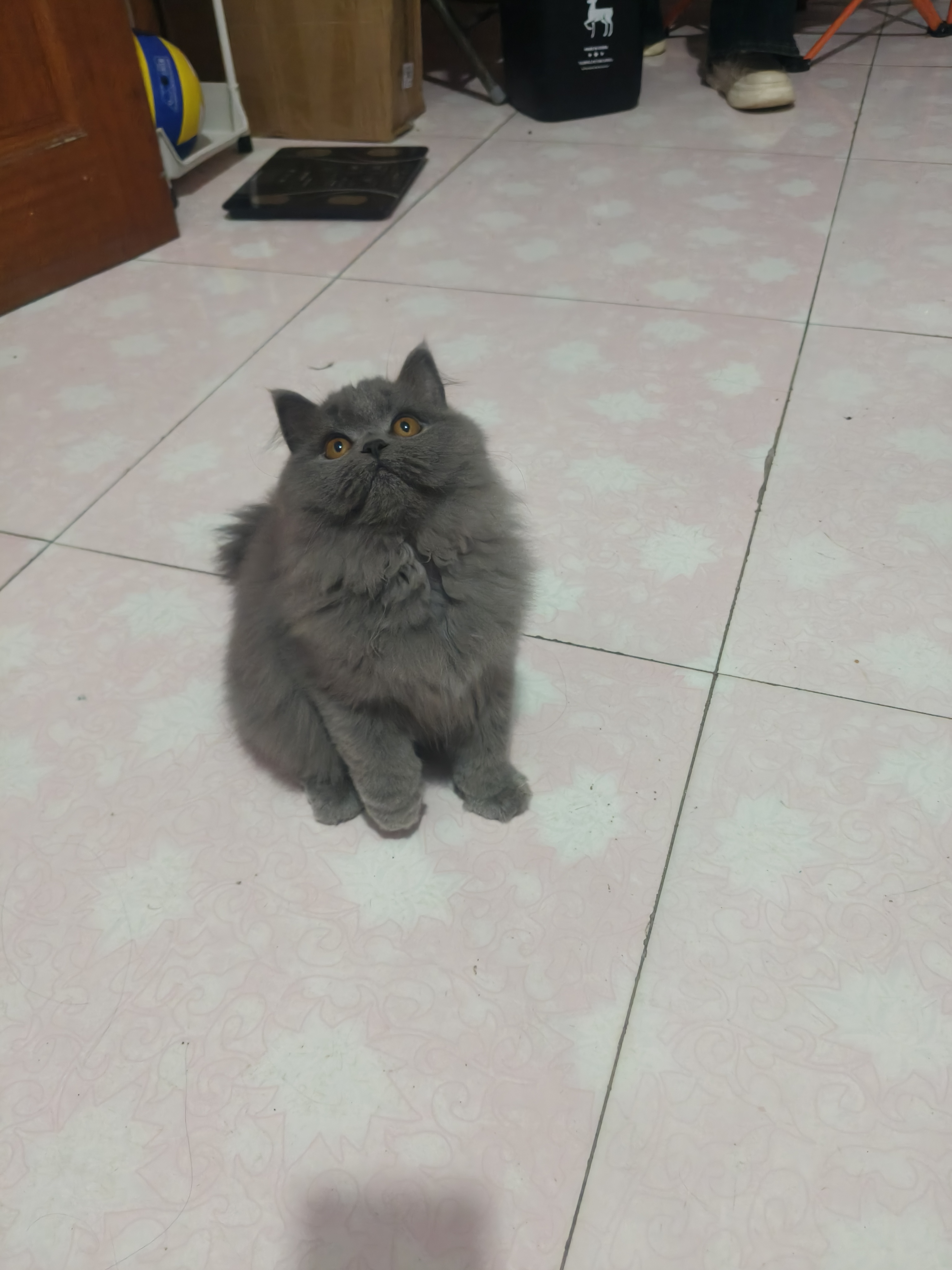蓝猫高地妹妹，喜欢的联系